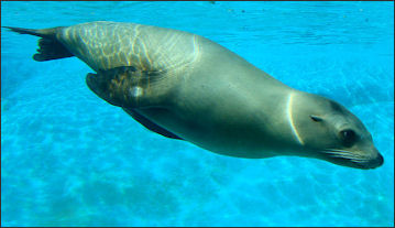 20120522-seal fur seal sea Lion.jpg